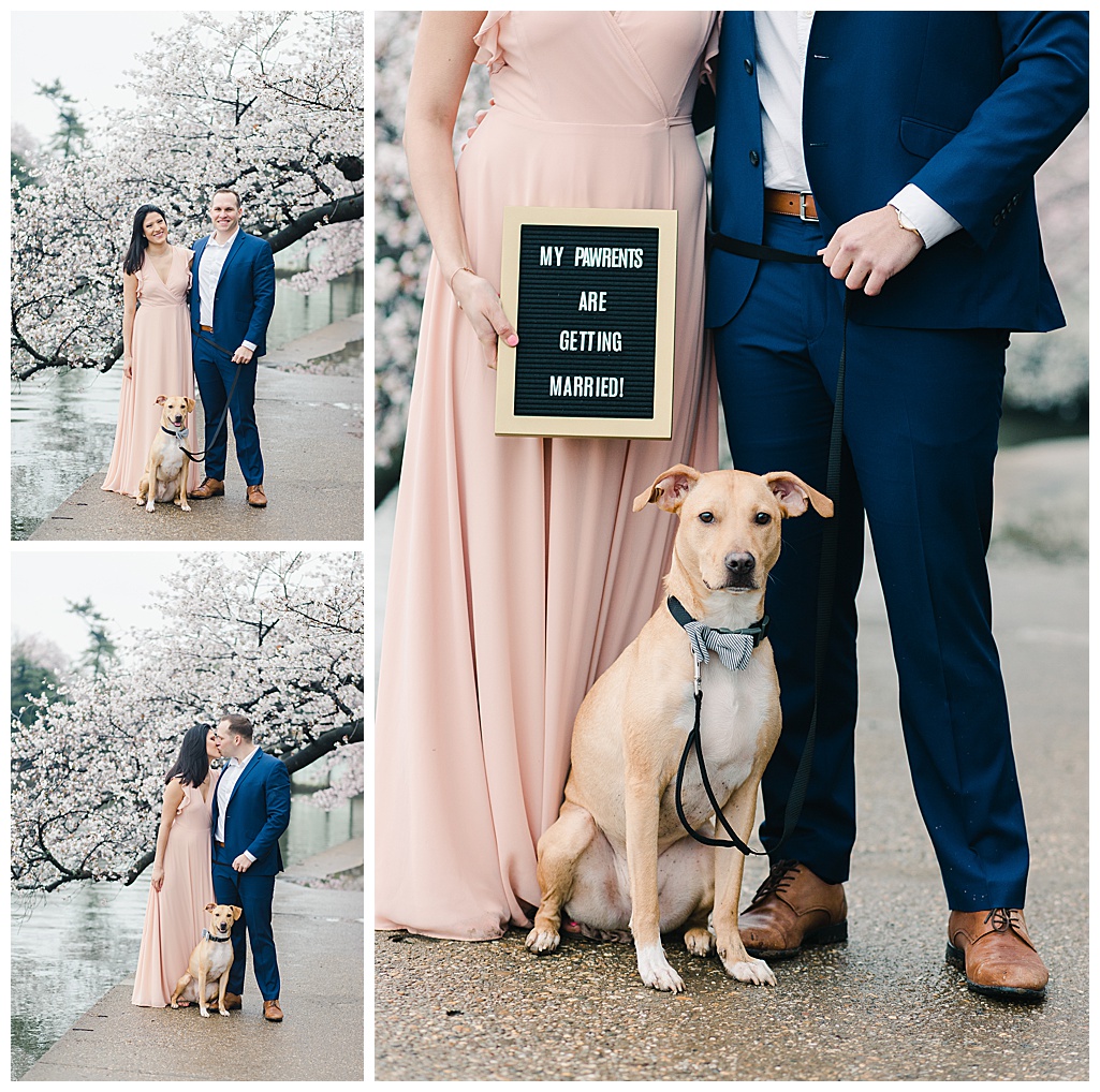 Cherry Blossom Engagement with Pet